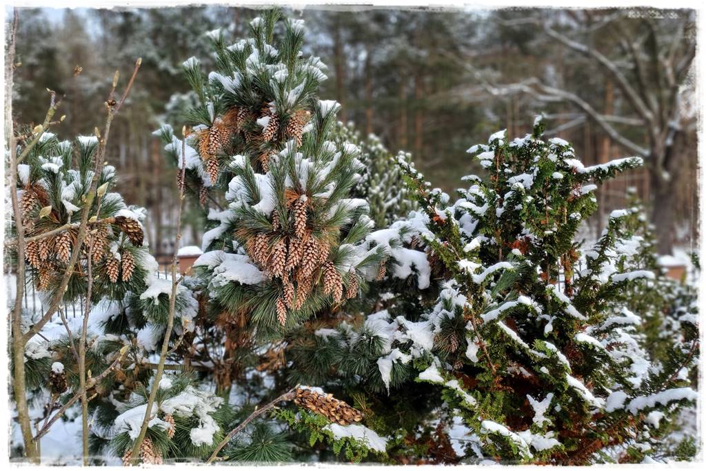 Ogród piękny zimą 51d