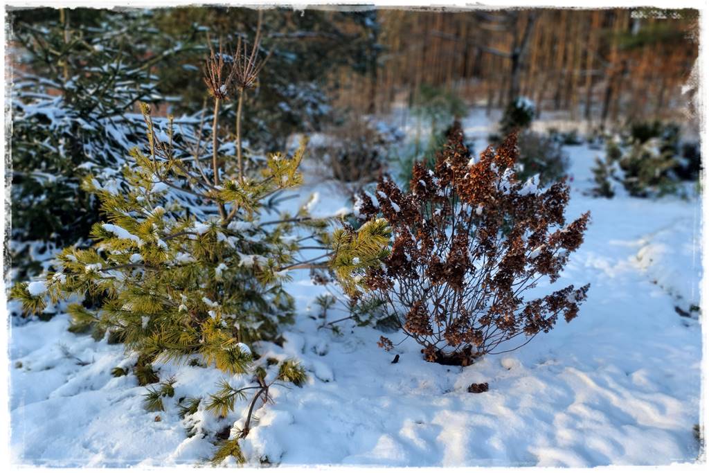 Ogród piękny zimą 60d