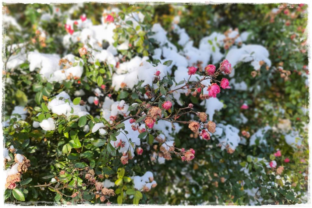 Ogród piękny zimą 61a