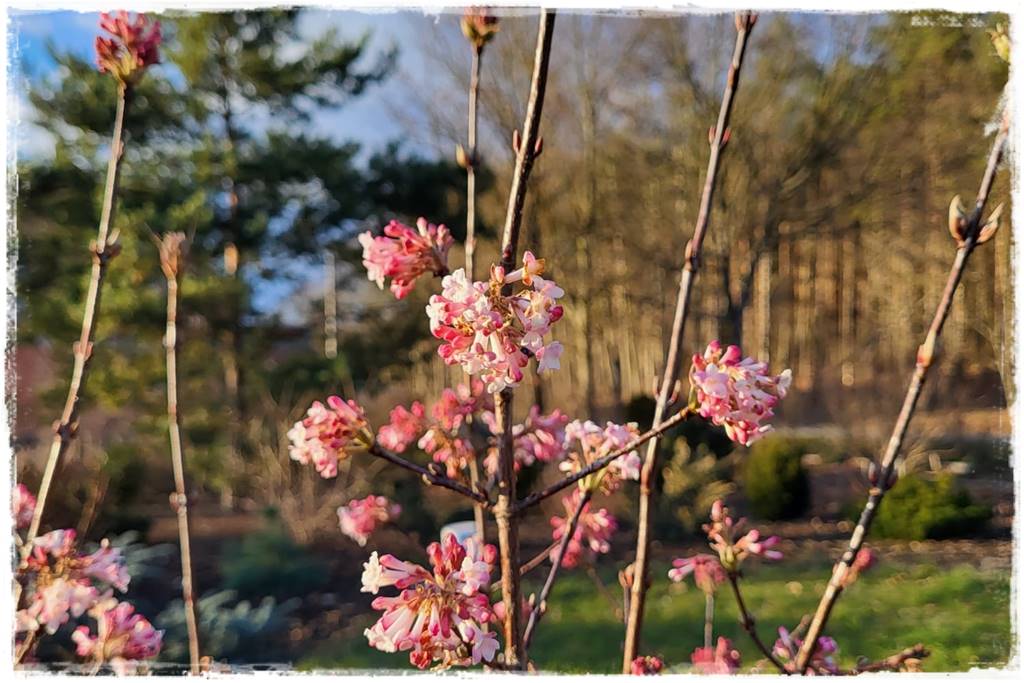 Ogród piękny zimą 70