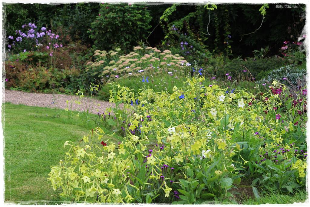 Rośliny jednoroczne aranżacje 1b Rośliny jednoroczne aranżacje 1b