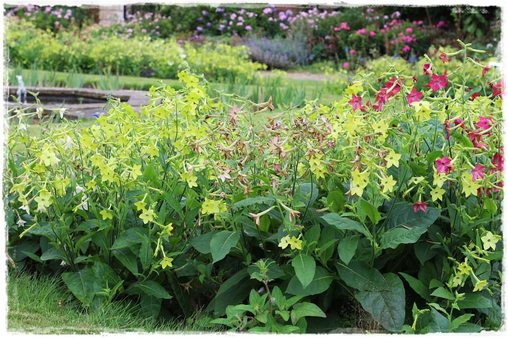Rośliny jednoroczne aranżacje 1e Rośliny jednoroczne aranżacje 1e