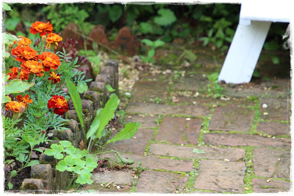 Rośliny jednoroczne aranżacje 3b Rośliny jednoroczne aranżacje 3b