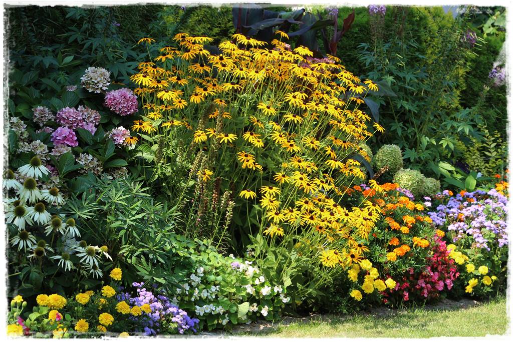Rośliny jednoroczne aranżacje 5 Rośliny jednoroczne aranżacje 5