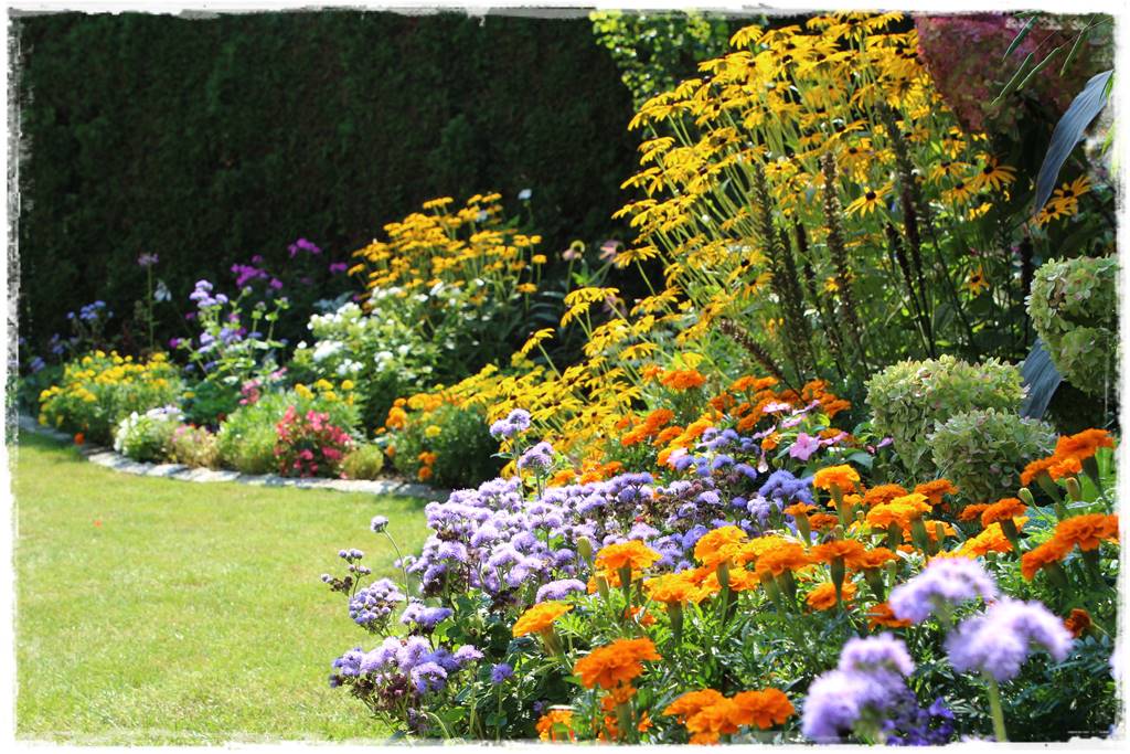 Rośliny jednoroczne aranżacje 5a Rośliny jednoroczne aranżacje 5a