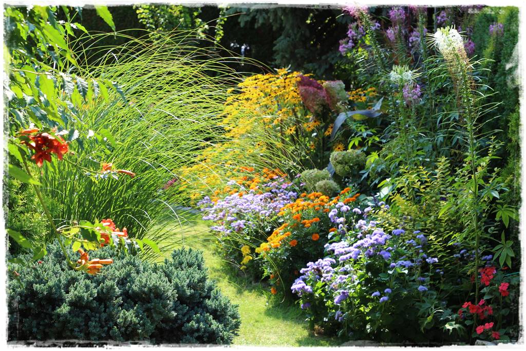 Rośliny jednoroczne aranżacje 5b Rośliny jednoroczne aranżacje 5b