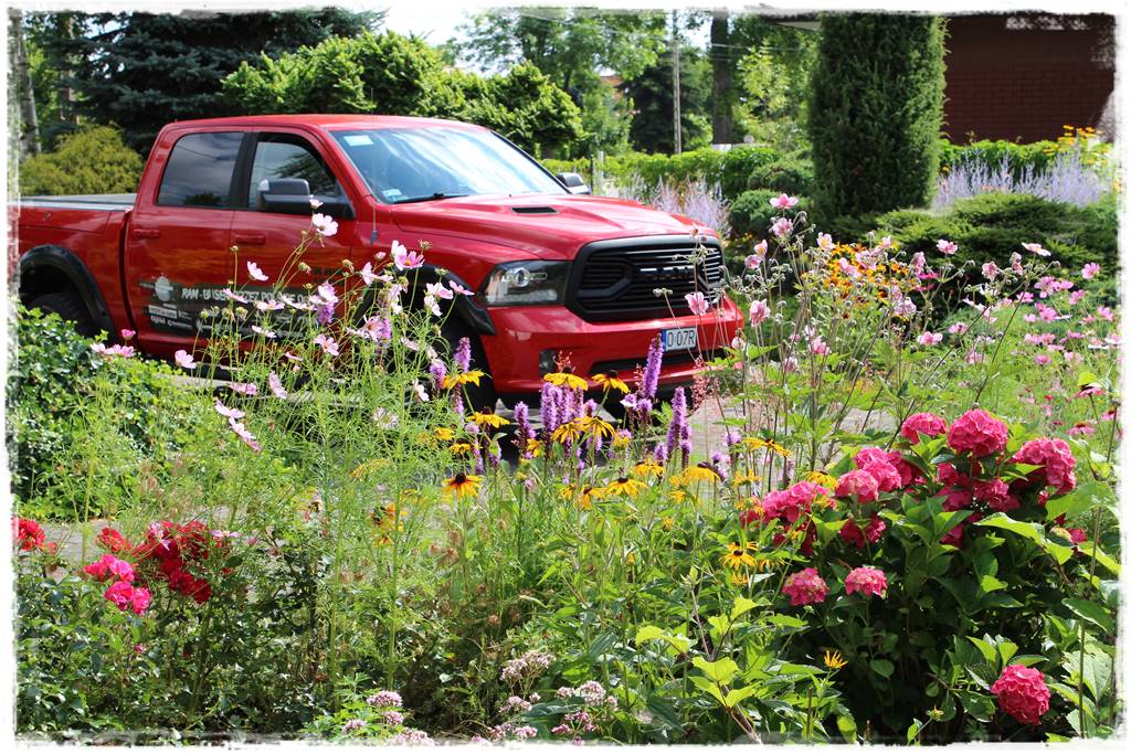 Rośliny jednoroczne aranżacje 5f Rośliny jednoroczne aranżacje 5f