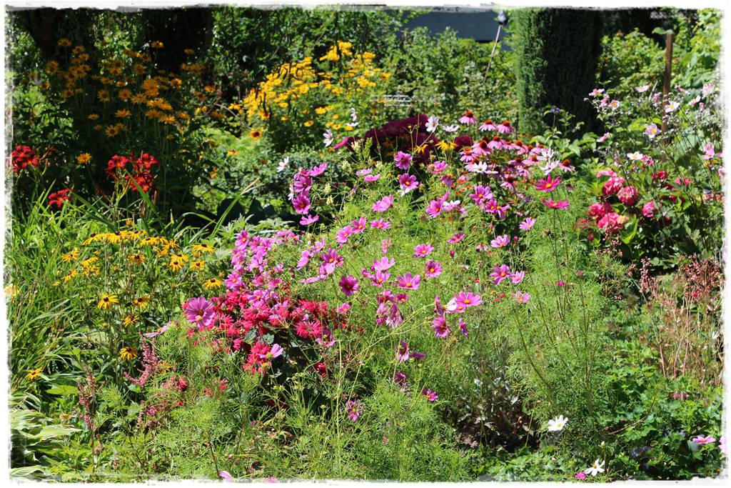 Rośliny jednoroczne aranżacje 5h Rośliny jednoroczne aranżacje 5h