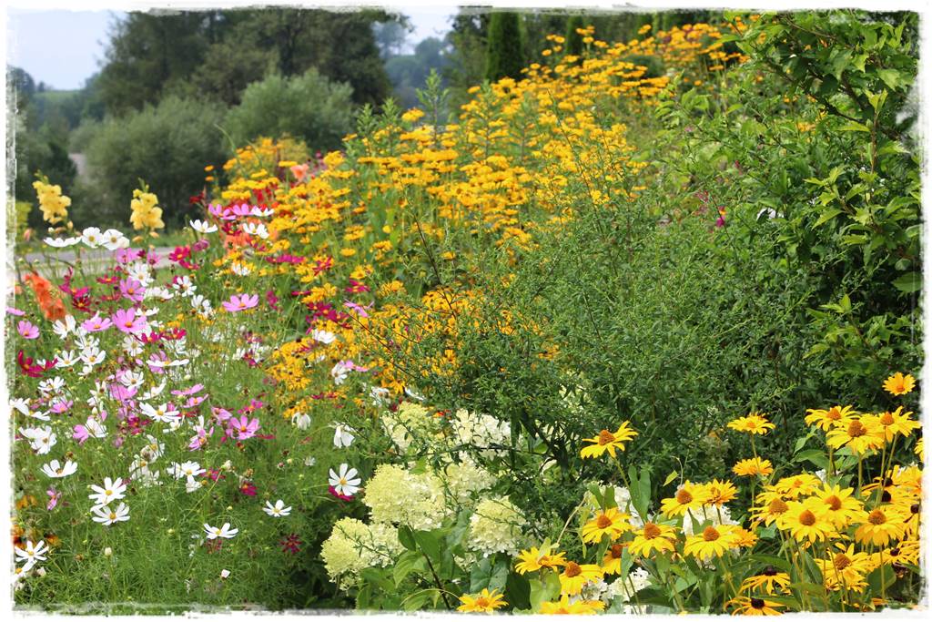 Rośliny jednoroczne aranżacje 5j Rośliny jednoroczne aranżacje 5j