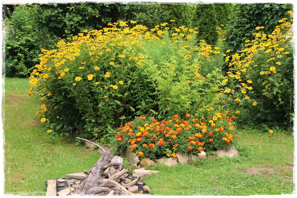 Rośliny jednoroczne aranżacje 5n Rośliny jednoroczne aranżacje 5n