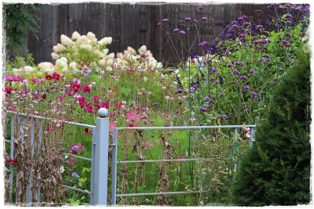 Rośliny jednoroczne aranżacje 6d Rośliny jednoroczne aranżacje 6d