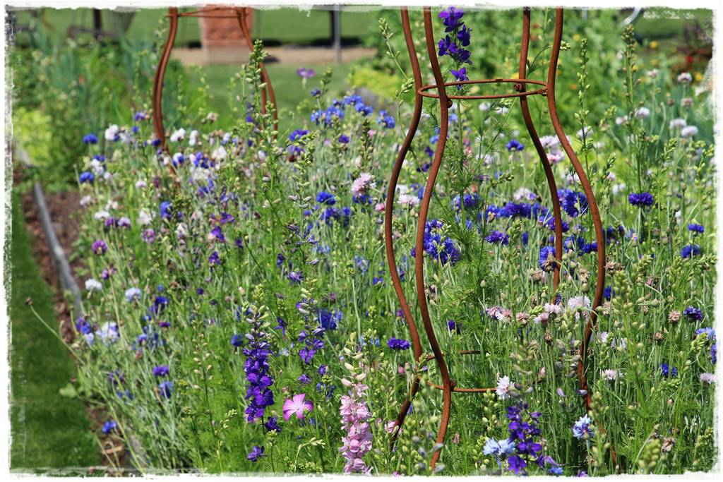 Rośliny jednoroczne aranżacje 7 Rośliny jednoroczne aranżacje 7