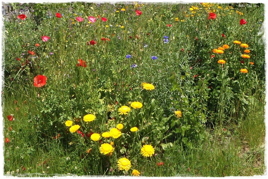 Rośliny jednoroczne aranżacje 7a Rośliny jednoroczne aranżacje 7a