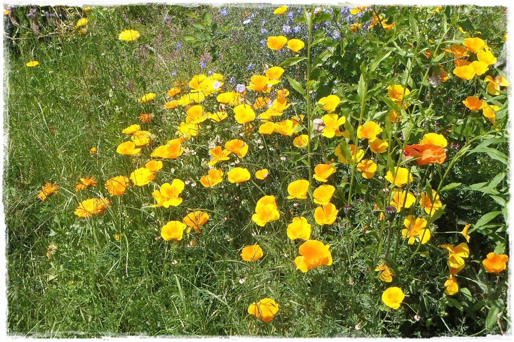 Rośliny jednoroczne aranżacje 7b Rośliny jednoroczne aranżacje 7b