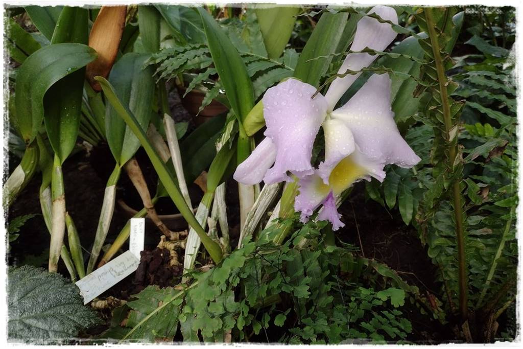 Storczyk Cattleya 10a