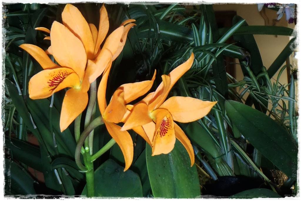Storczyk Cattleya 11a