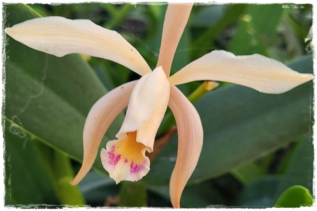 Storczyk Cattleya 12a