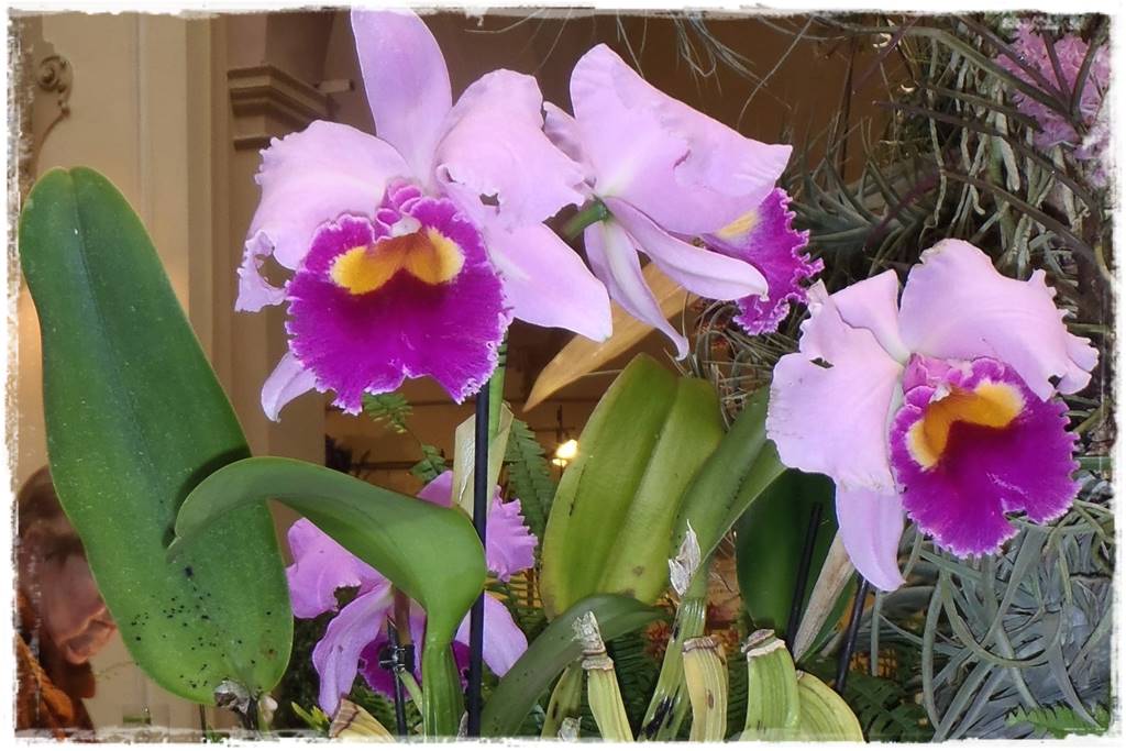 Storczyk Cattleya 13a