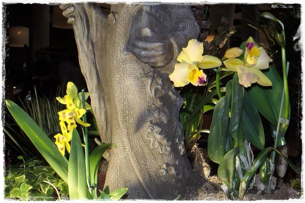 Storczyk Cattleya 14a