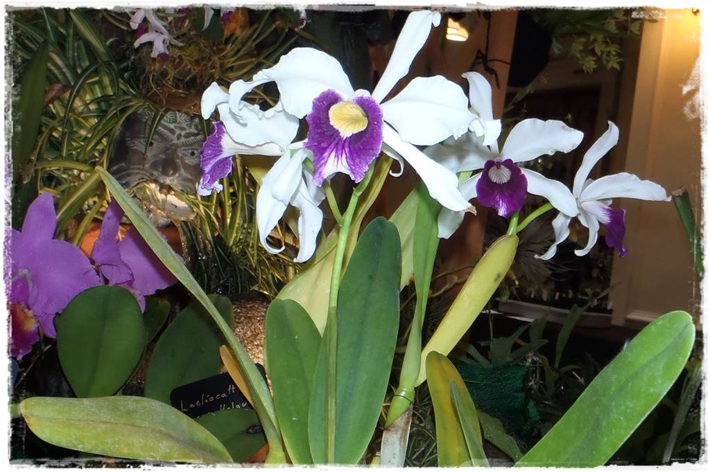 Storczyk Cattleya 2a Storczyk Cattleya 2a