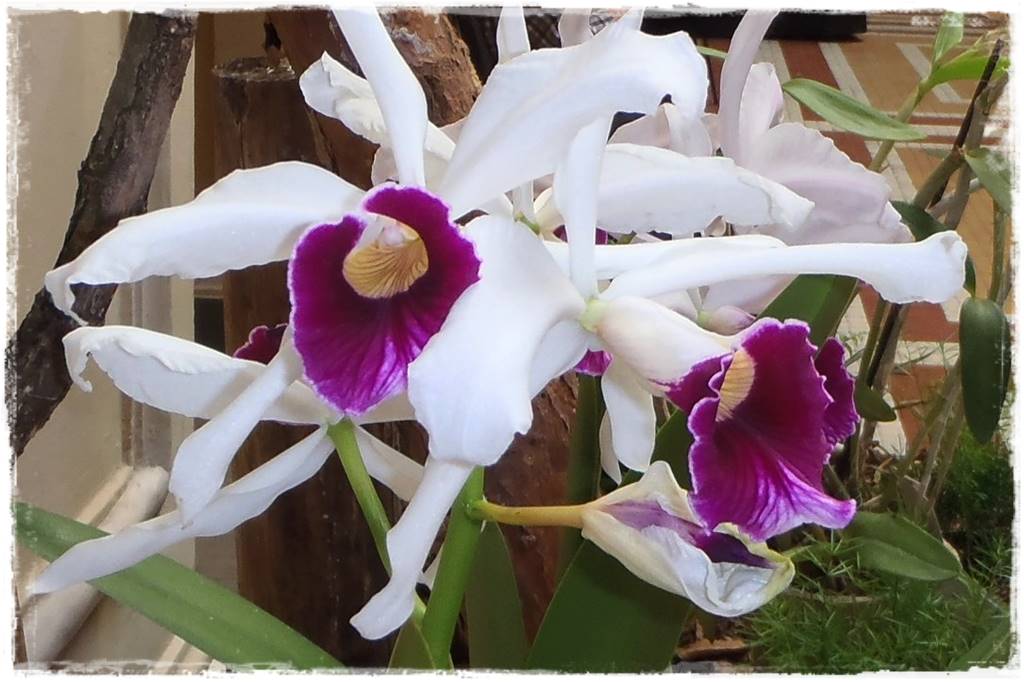 Storczyk Cattleya 3a Storczyk Cattleya 3a