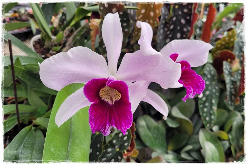 Storczyk Cattleya 4a Storczyk Cattleya 4a