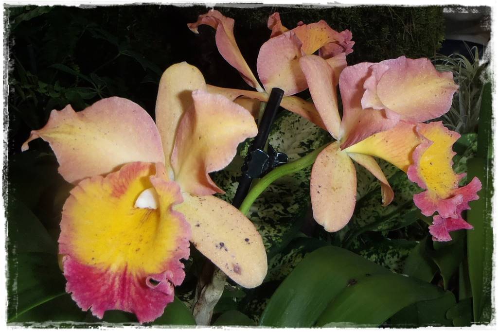 Storczyk Cattleya 5a