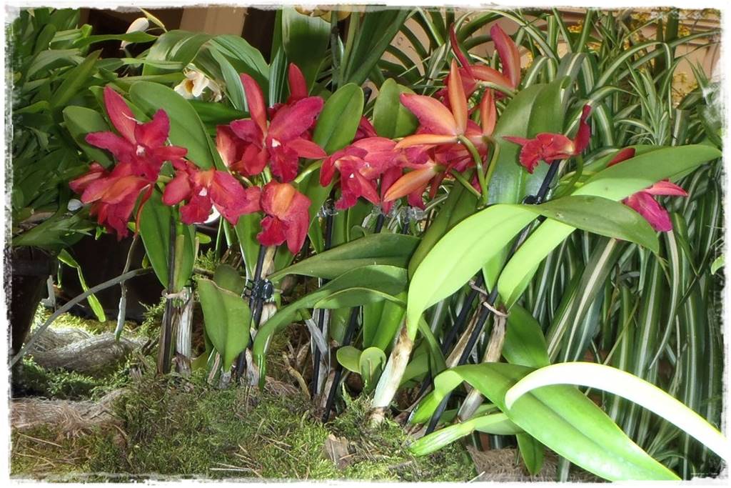 Storczyk Cattleya 6a