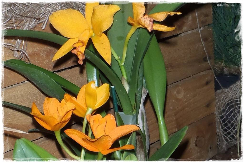 Storczyk Cattleya 7a