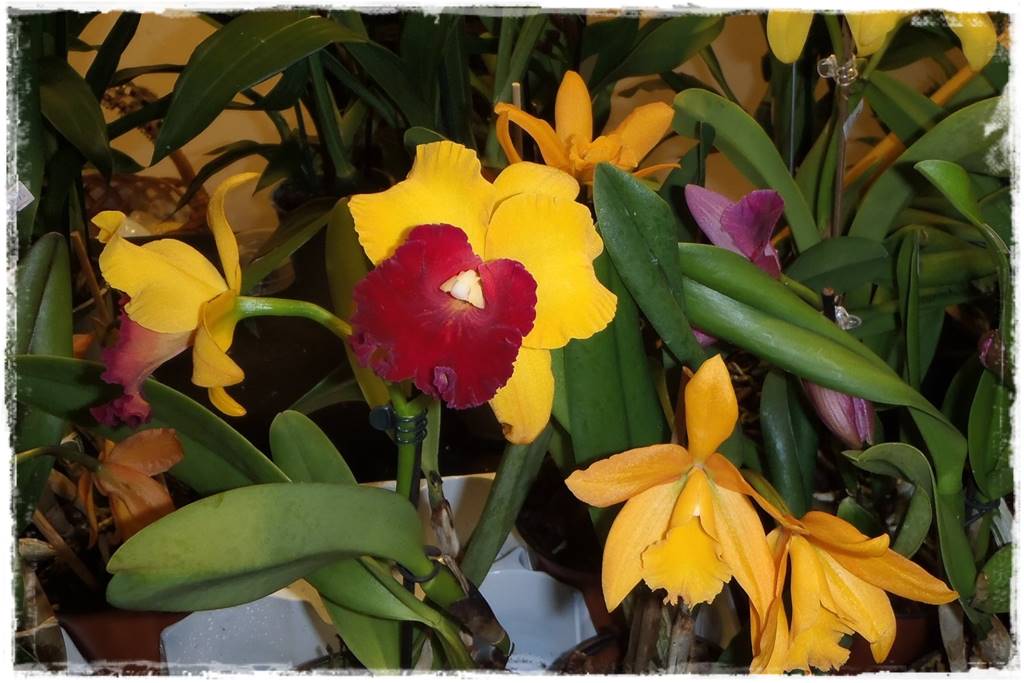 Storczyk Cattleya 8a