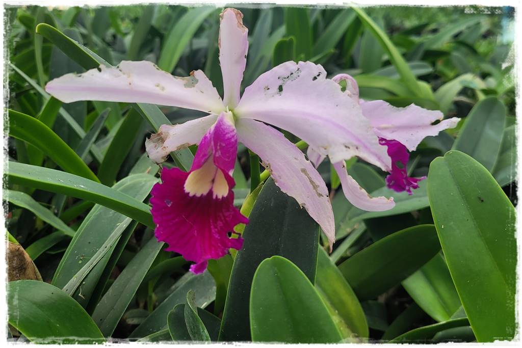 Storczyk Cattleya 9a
