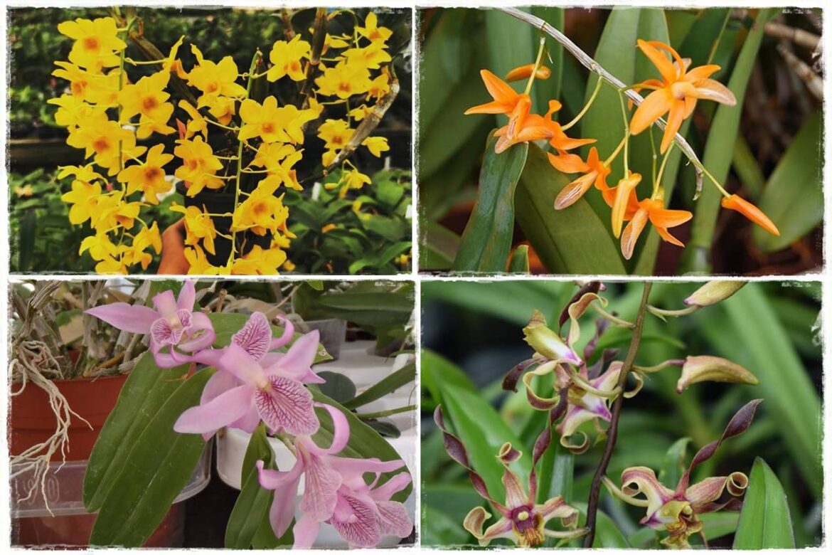 Storczyk Dendrobium 1