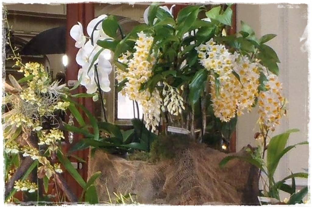 Storczyk Dendrobium 11