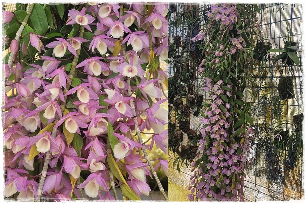 Storczyk Dendrobium 13