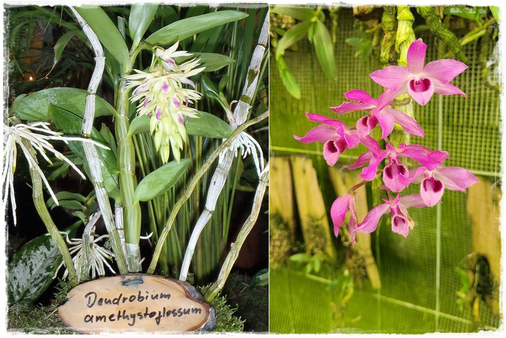 Storczyk Dendrobium 16