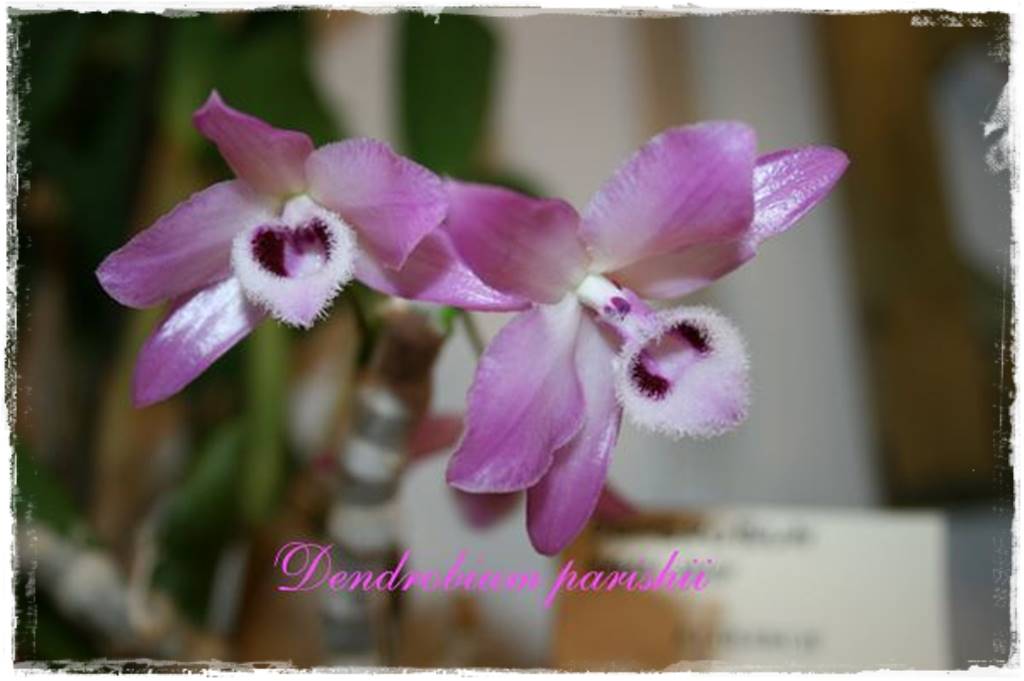 Storczyk Dendrobium 17