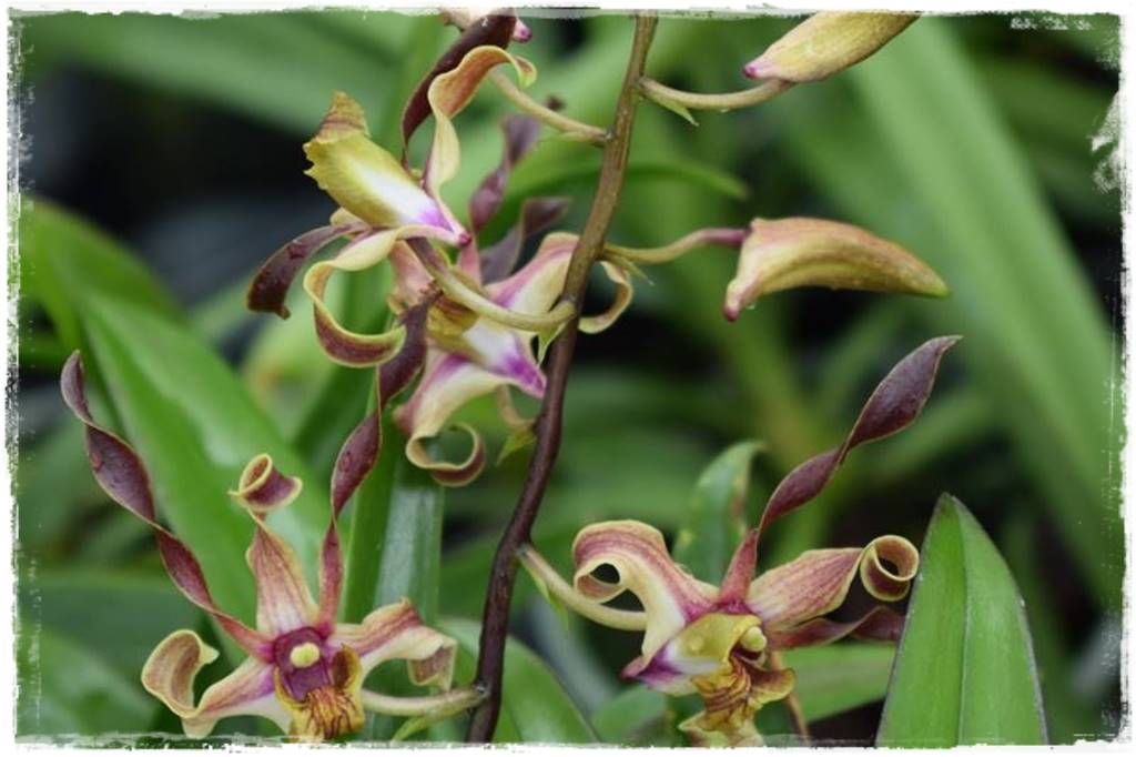 Storczyk Dendrobium 18