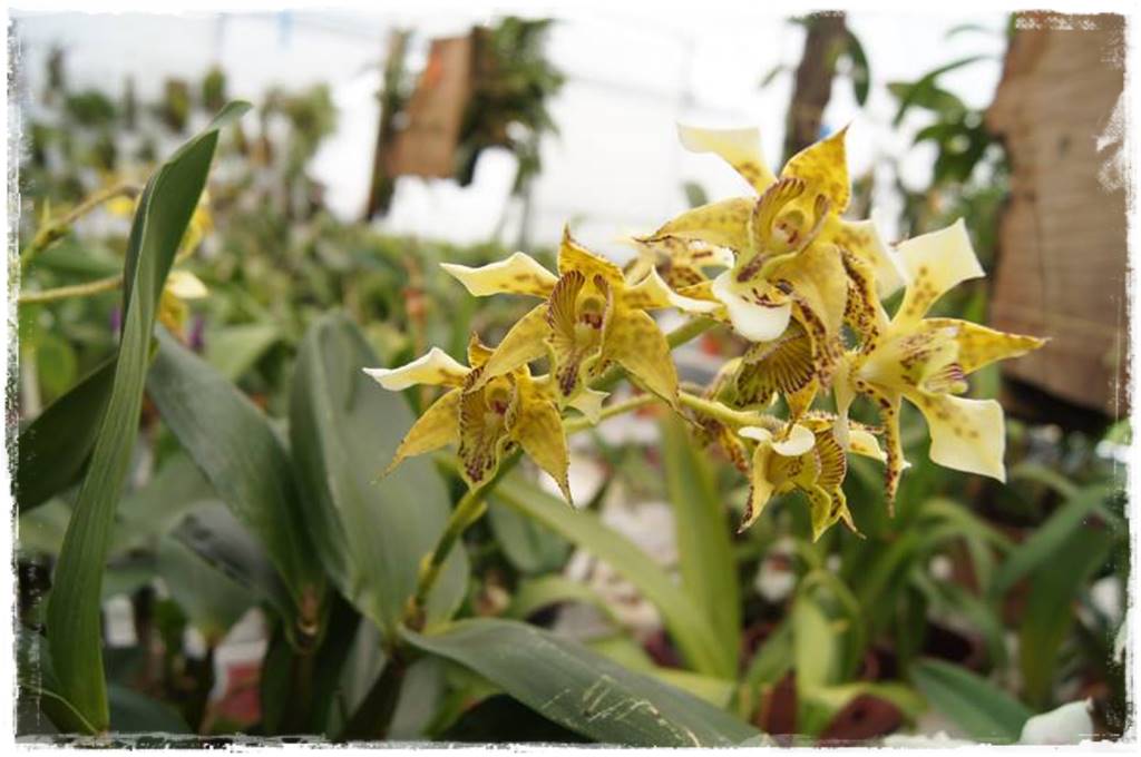 Storczyk Dendrobium 19