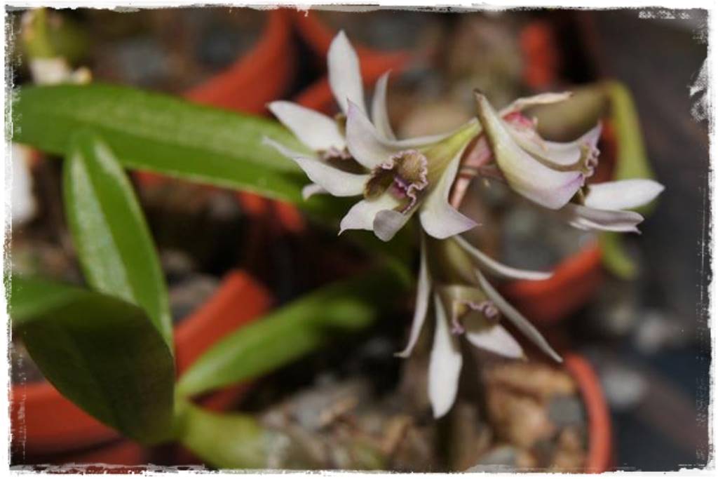 Storczyk Dendrobium 2