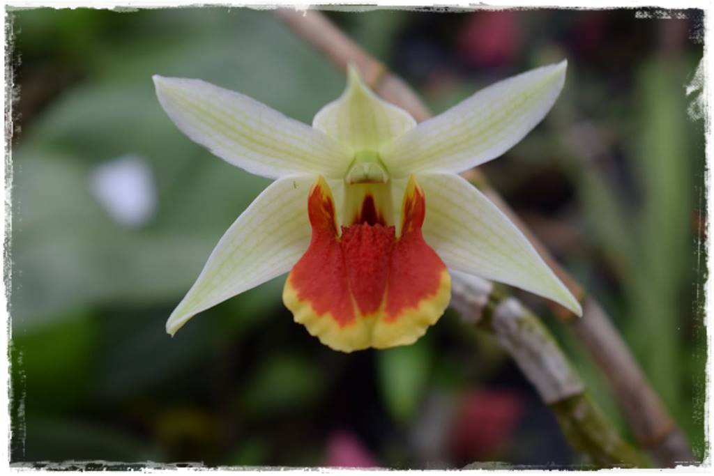 Storczyk Dendrobium 21