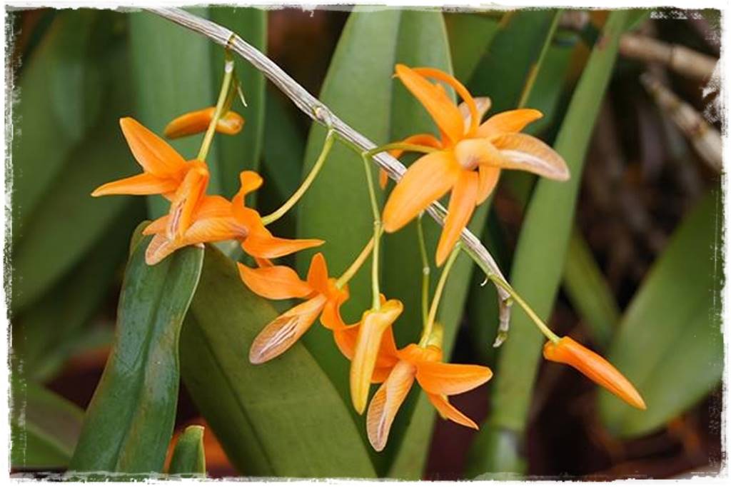 Storczyk Dendrobium 22