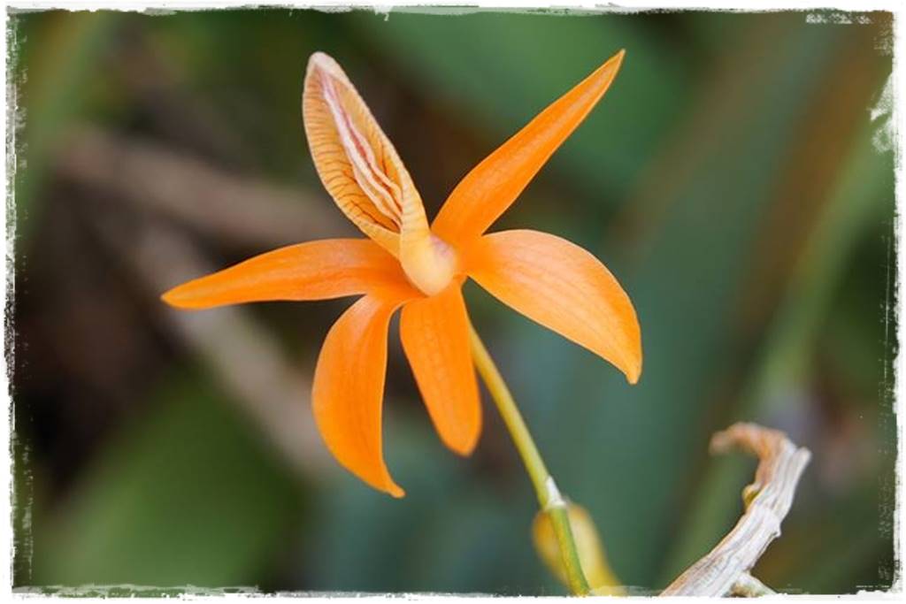 Storczyk Dendrobium 23