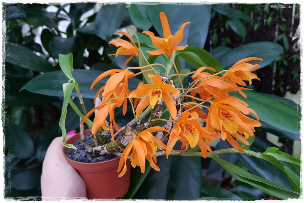 Storczyk Dendrobium 24