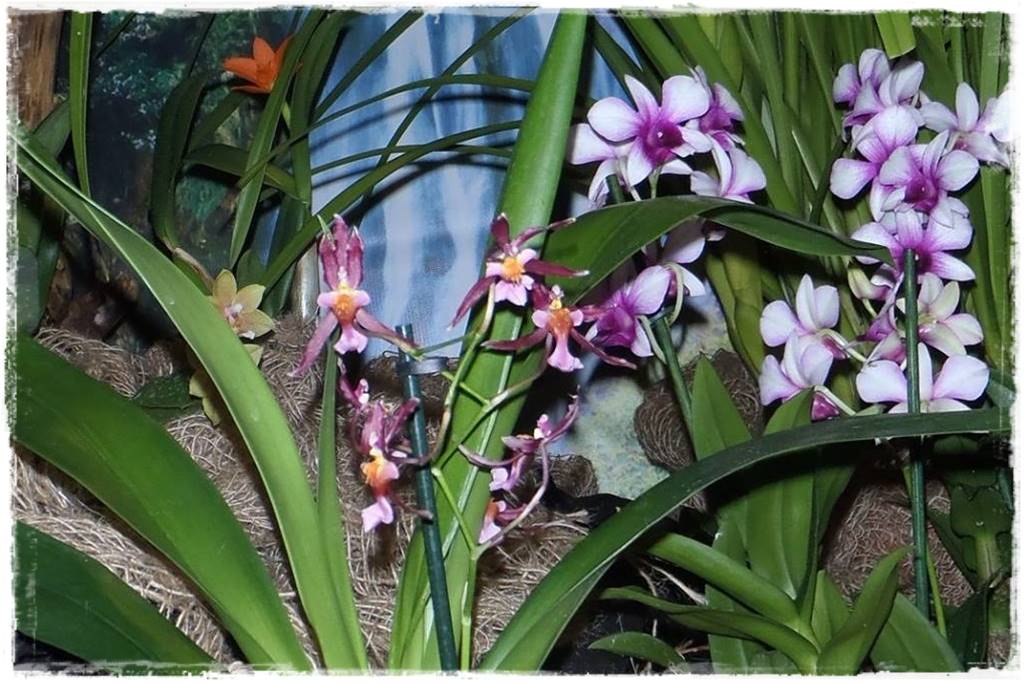 Storczyk Dendrobium 25