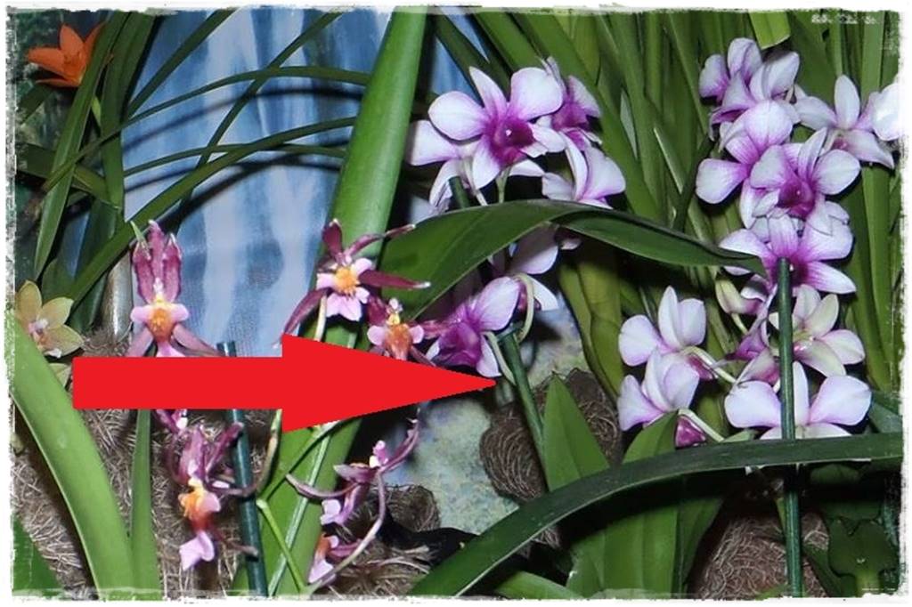 Storczyk Dendrobium 26