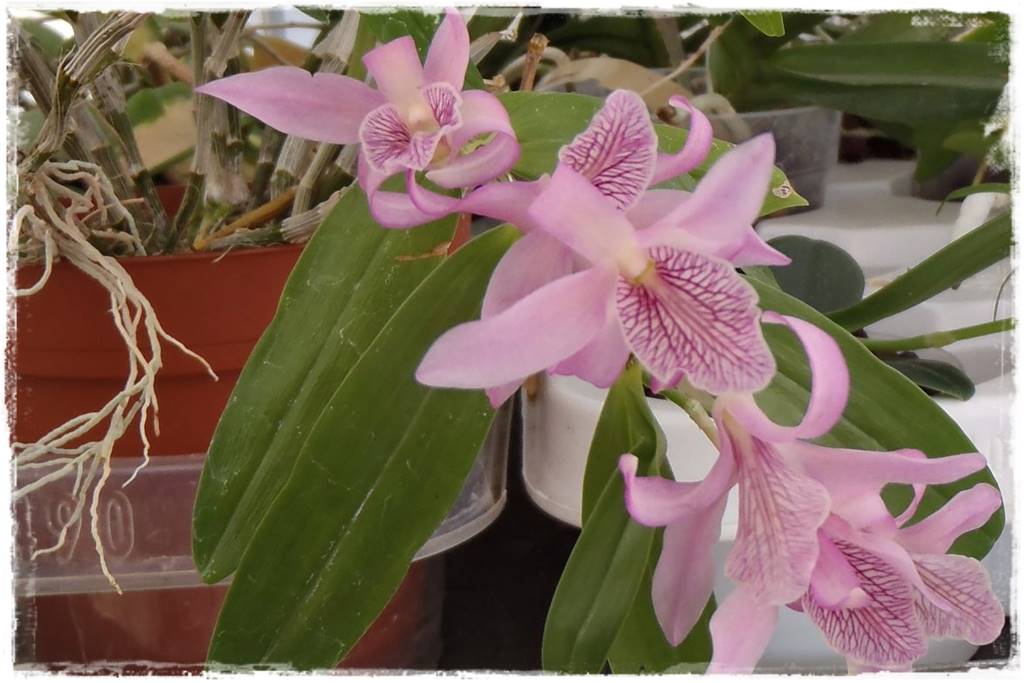 Storczyk Dendrobium 27