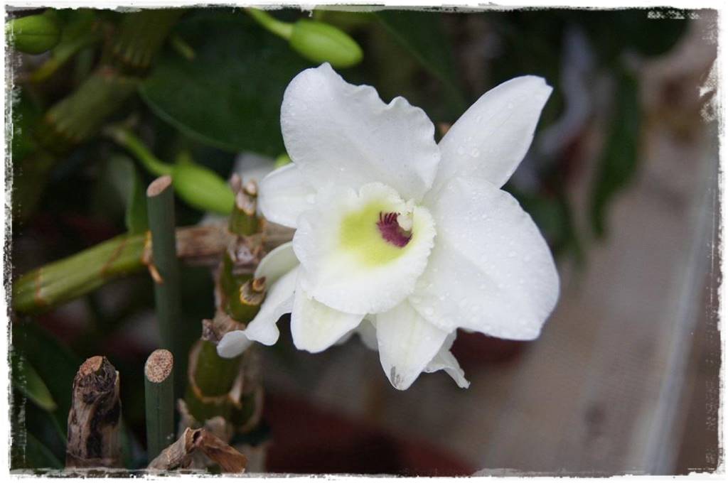 Storczyk Dendrobium 28