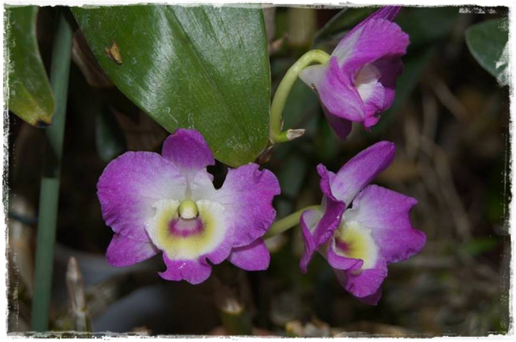 Storczyk Dendrobium 29