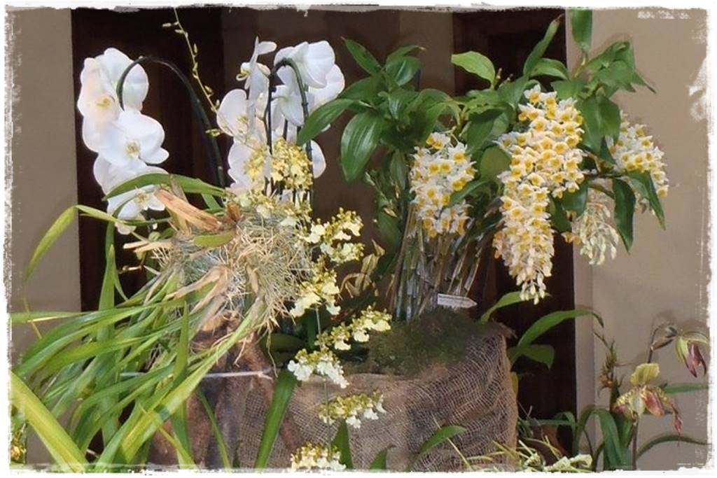 Storczyk Dendrobium 3