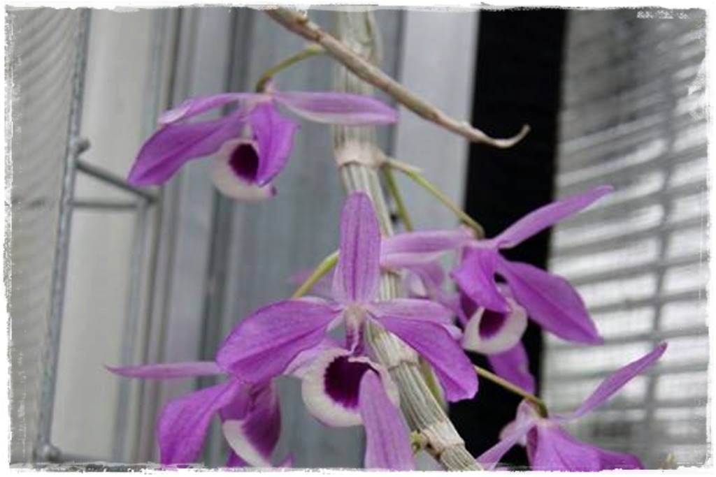 Storczyk Dendrobium 31
